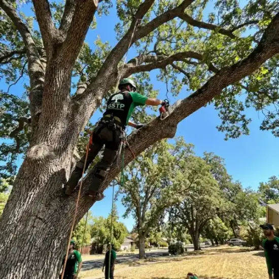 Certified arborist climbing a Fresno oak tree with chainsaw